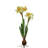 PAPERWHITE WITH BULB STEM
