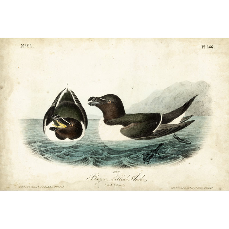 Audubon Razor-Billed Auk by John Audubon - Graphic Art, Wrapped Canvas, 81 cm H x 122 cm W