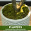 Plant-1040482889