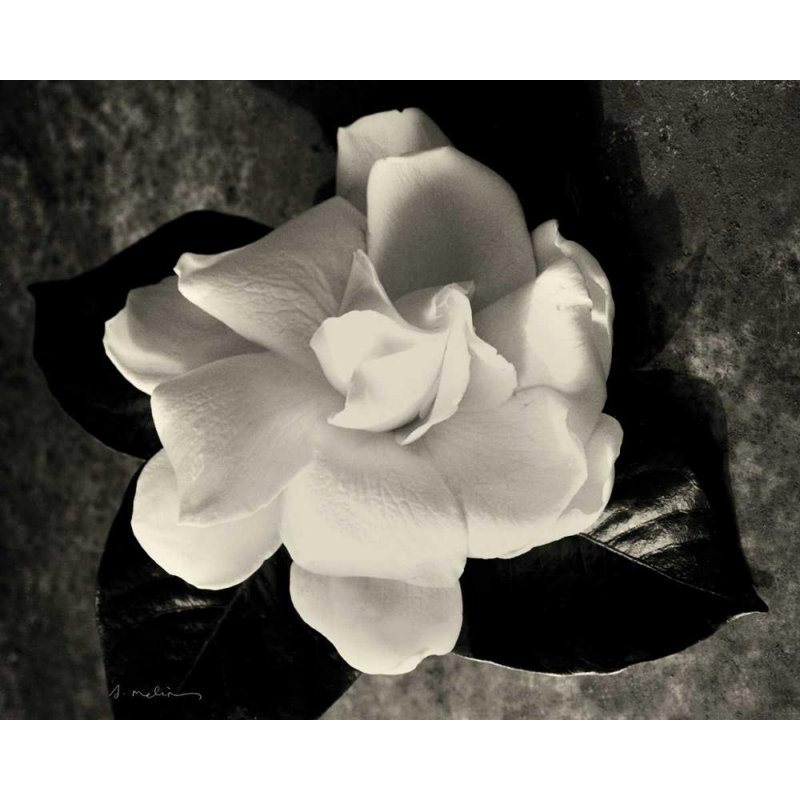 «Red Barrel Studio® Melious, Amy», reproduction d'art sur toile tendue sous le titre «Gardenia Bloom», H 28 po x l 34 po