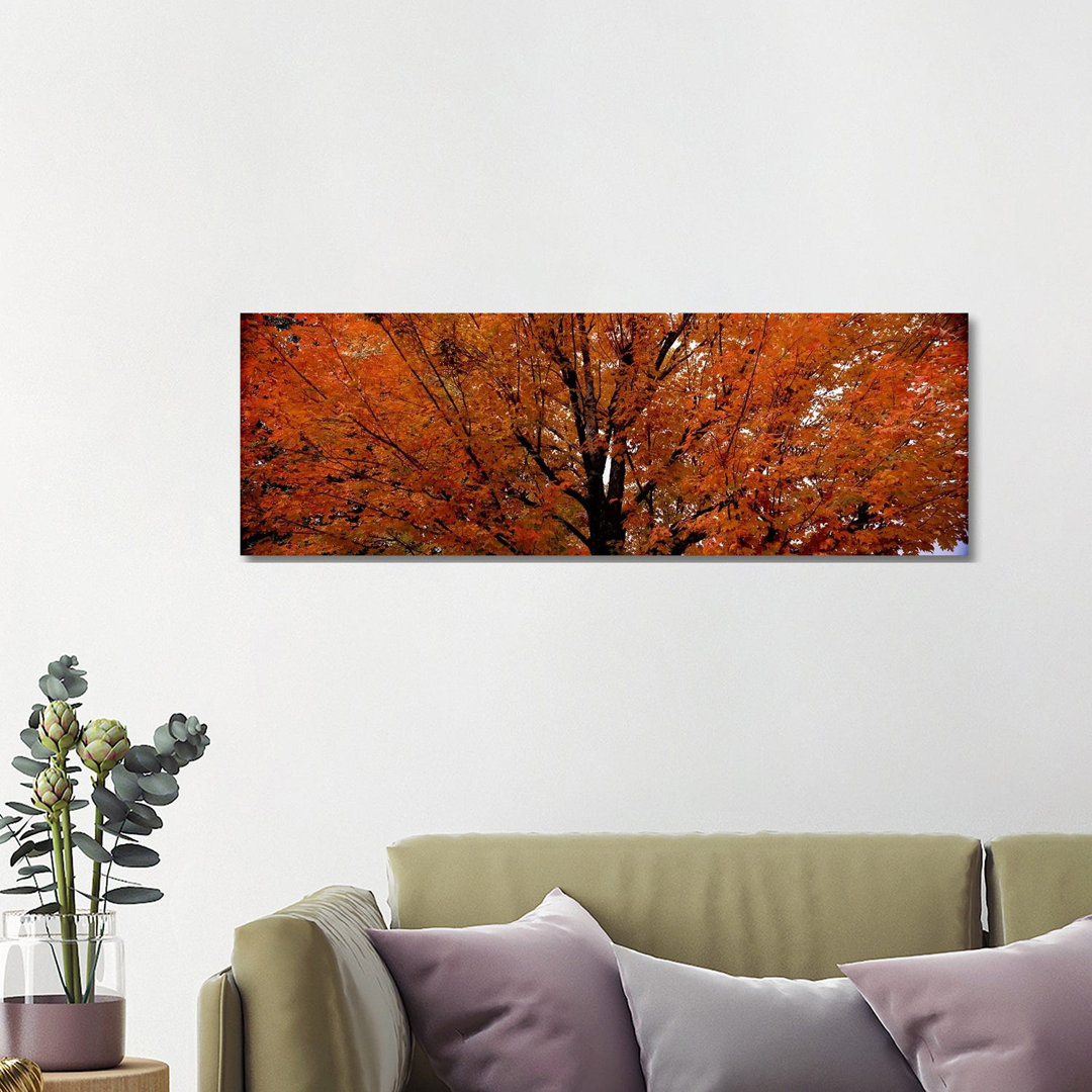 Ahornbaum im HerbstVermont, USA von Panoramic Images - Panoramic Gallery-Wrapped Canvas Giclée on Canvas