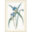 Sapphire Flora 2 Framed Print-1656315508