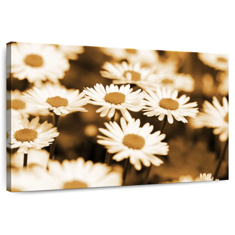 Harnek Sepia Colored Daisies, 30" H x 45" W