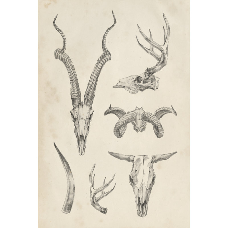 Skull and Antler Study I by Ethan Harper - Graphic Art Print, 122cm H x 81cm W, Wrapped Canvas