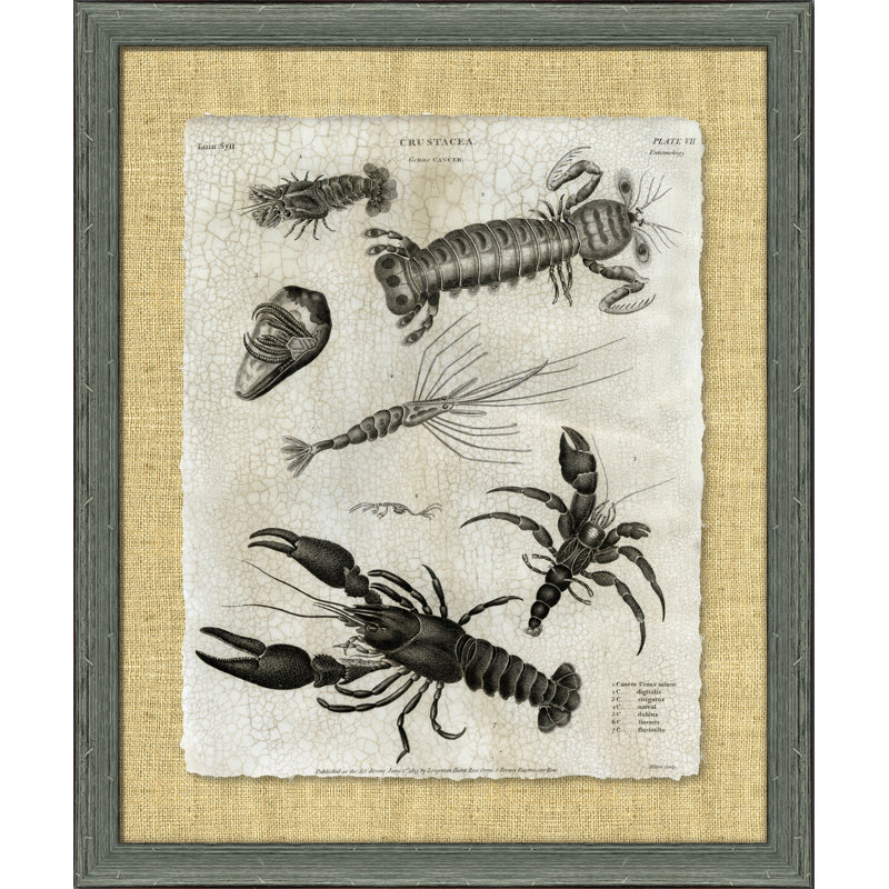 Crackled Crustacean II Print