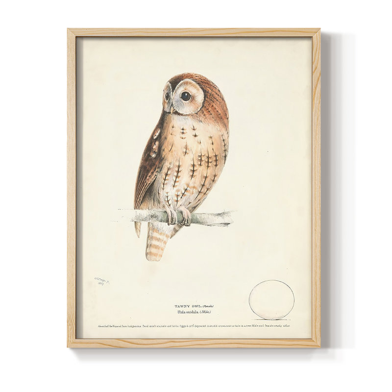Reproduction encadrée Tawny Owl - bois massif