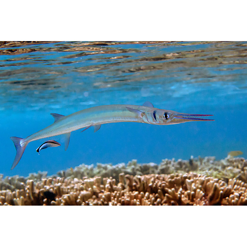 Crocodile Needlefish by Hansgertbroeder - Wrapped Canvas Print, 20cm H x 30cm W