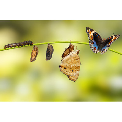 Blue Pansy Butterfly by Mathisa_S - Wrapped Canvas Photograph -  Gracie Oaks, 9DDD304D1CFE4DFF9556612AB545C3BD