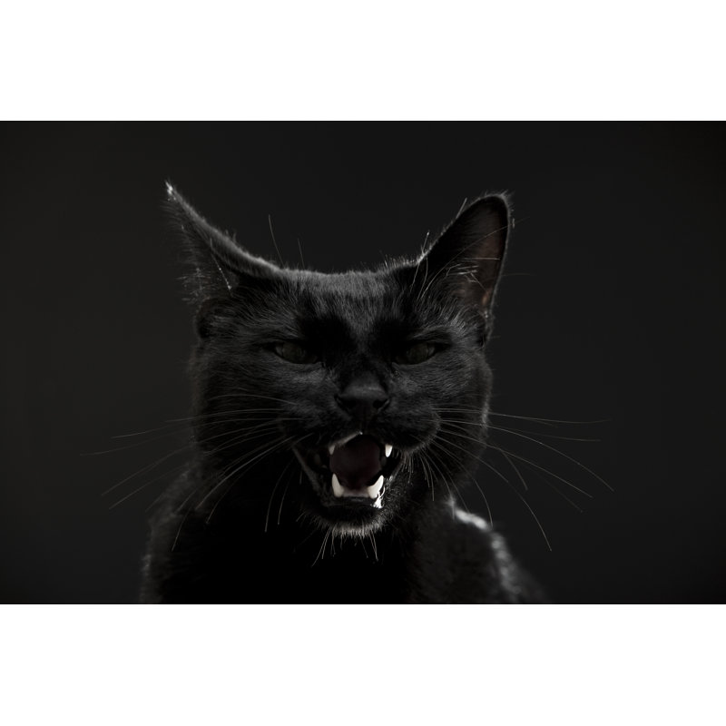 Black Cat by D-Keine - No Frame Print on Canvas, 30cm H x 46cm W