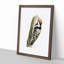 Lesser-spotted Woodpecker by Von Wright - Picture Frame Painting Print-55582509-55582510