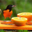Mangeoire à oiseaux recyclée
