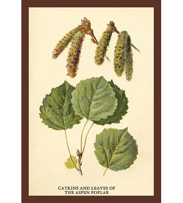 «Catkins and Leaves of the Aspen Poplar» par W.H.J. Botte, impression