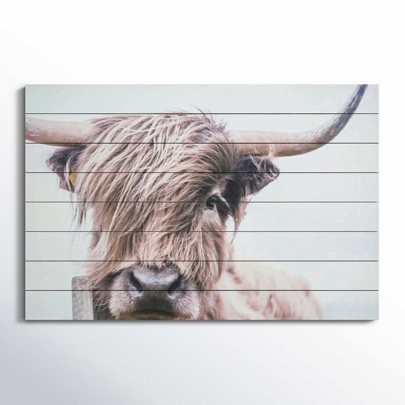 Highland Cow Photographic Print on Fir Wood Wall Art