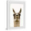 Llama Face - Single Picture Frame Print-200704980