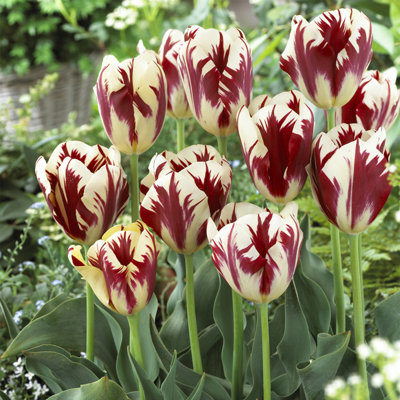 Van Zyverden Tulips Grand Perfection Set of 12 Bulbs