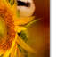 «Tiny Surprise» Vidur, impression sur toile tendue-22071322