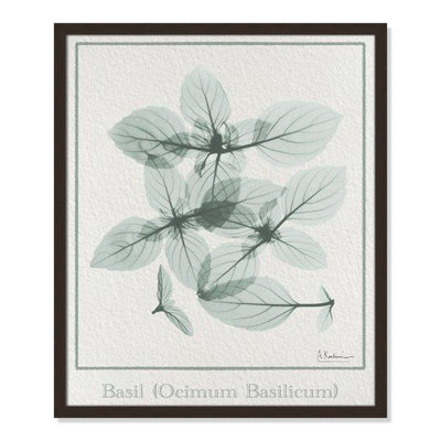 Jeanette "Basil Ocimum Basilicum" Painting