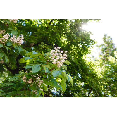 " Blossoming Chestnut Tree "