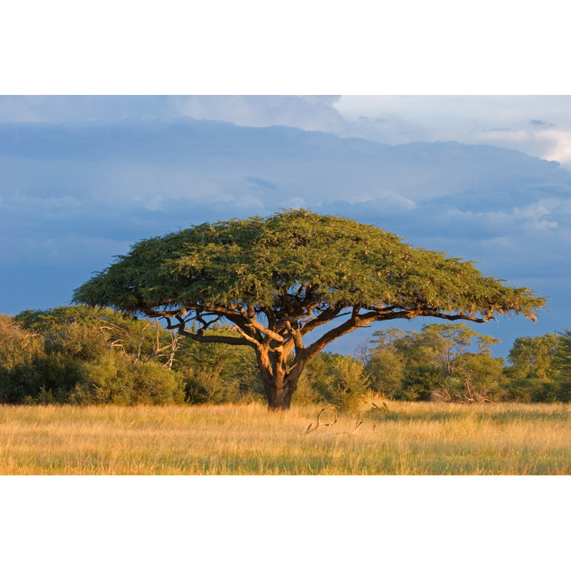 African Acacia Tree In Front Of A Beautiful Blue Sky by EcoPic - Wrapped Canvas Print, 30cm H x 46cm W