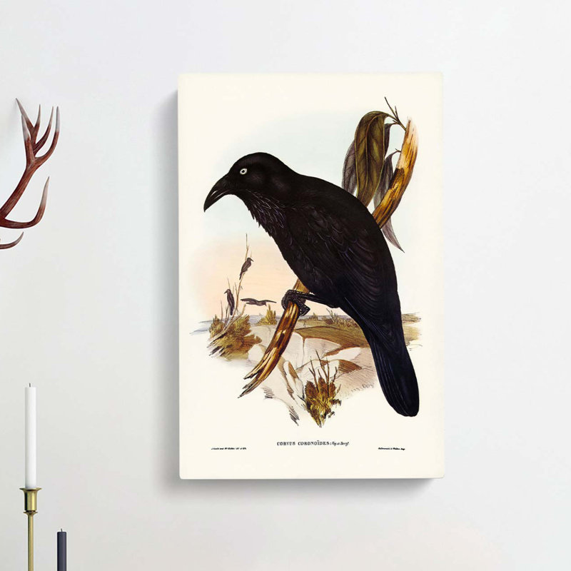 White Eyed Crows by Elizabeth Gould - Wrapped Canvas, 50cm H x 35cm W x 3cm D