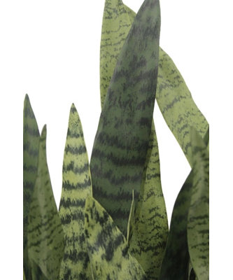 27" Potted Snake Plant - Natural