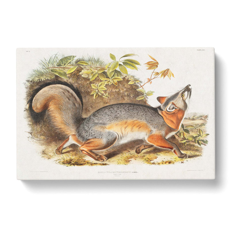Grey Fox by J.W. Audubon - Wrapped Canvas Painting, 40cm H x 60cm W x 3cm D