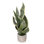Faux Snake Plant Plant in Cement Artificial