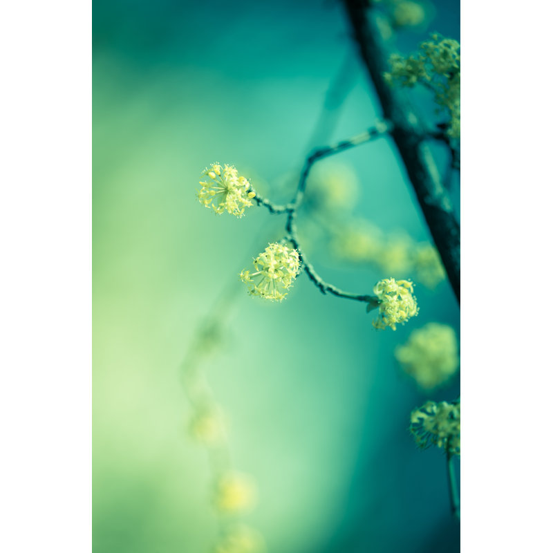 Yellow Spring by Jeja, 48" H x 32" W