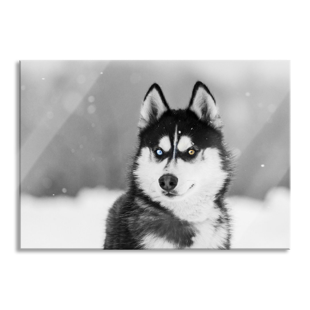 Glasbild Husky mit verschiedenen Augenfarben