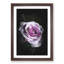 The Pale Purple Rose - Framed Print-56742485-56742490
