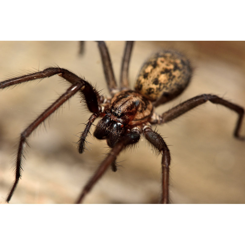 " Common House Spider (Tegenaria Domestica) " by Ian_Redding, 8" H x 12" W