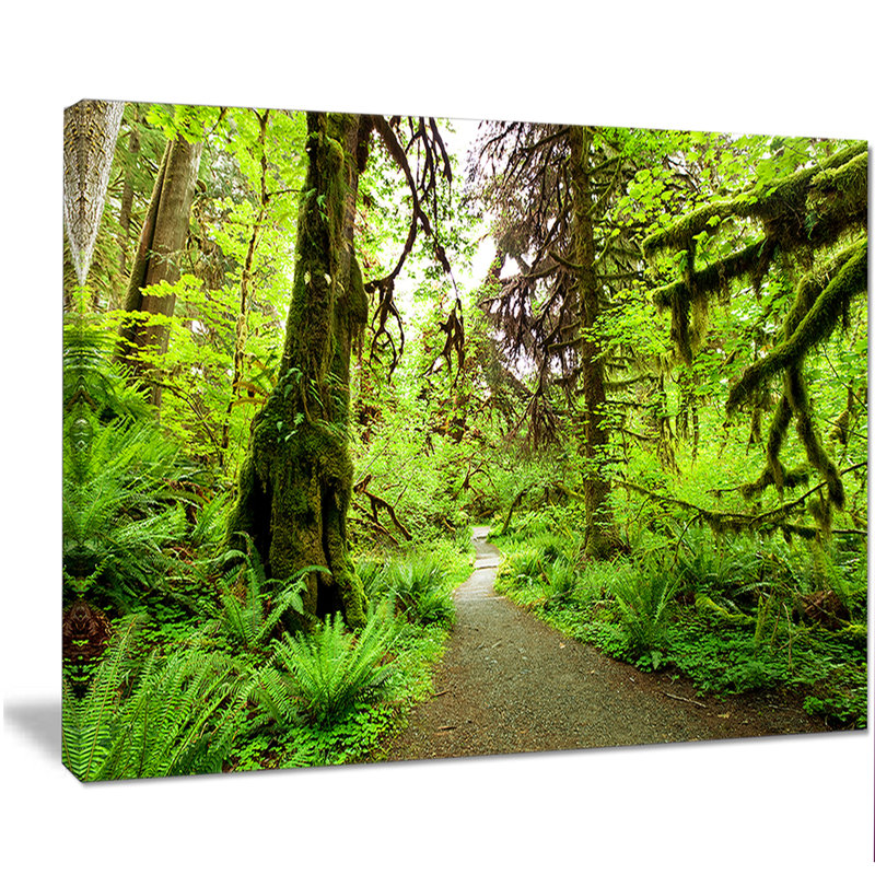 "Sentier dans la forêt tropicale", reproduction de photo sur toile tendue, H 12 po x l 20 po