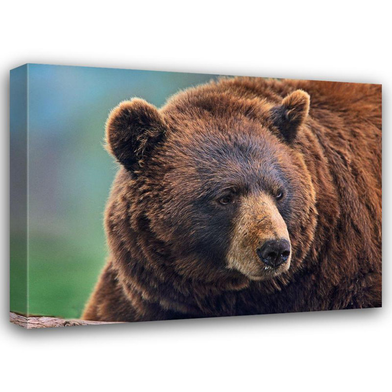«Red Barrel Studio® Fitzharris, Tim», art sur toile tendue avec châssis: ours noir cannelle 58925, H 36 po x l 47 po