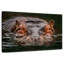 Hippopotame submergé Brampt-107860829