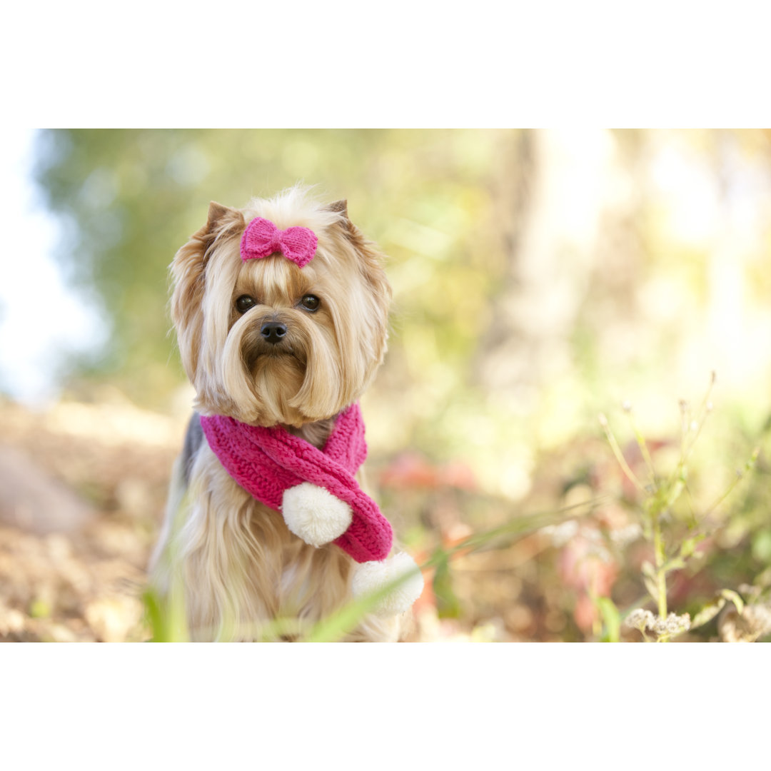 Yorkshire Terrier Haustier Hund von Liliboas - Drucken