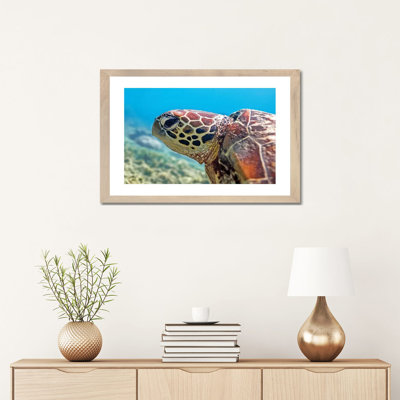 " Turtle Head Nature Underwater "