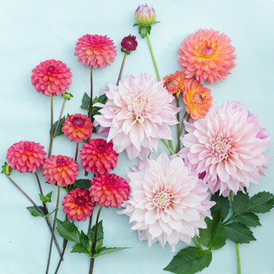 Dahlia - Wrapped Canvas Print