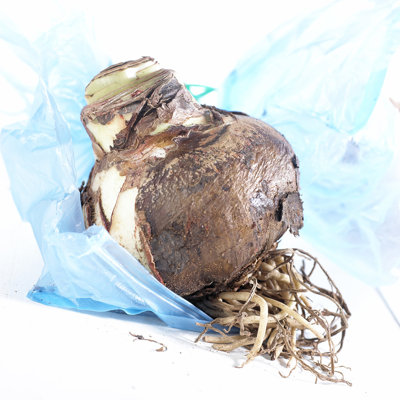 Exotic Amaryllis Bulb for Collectors