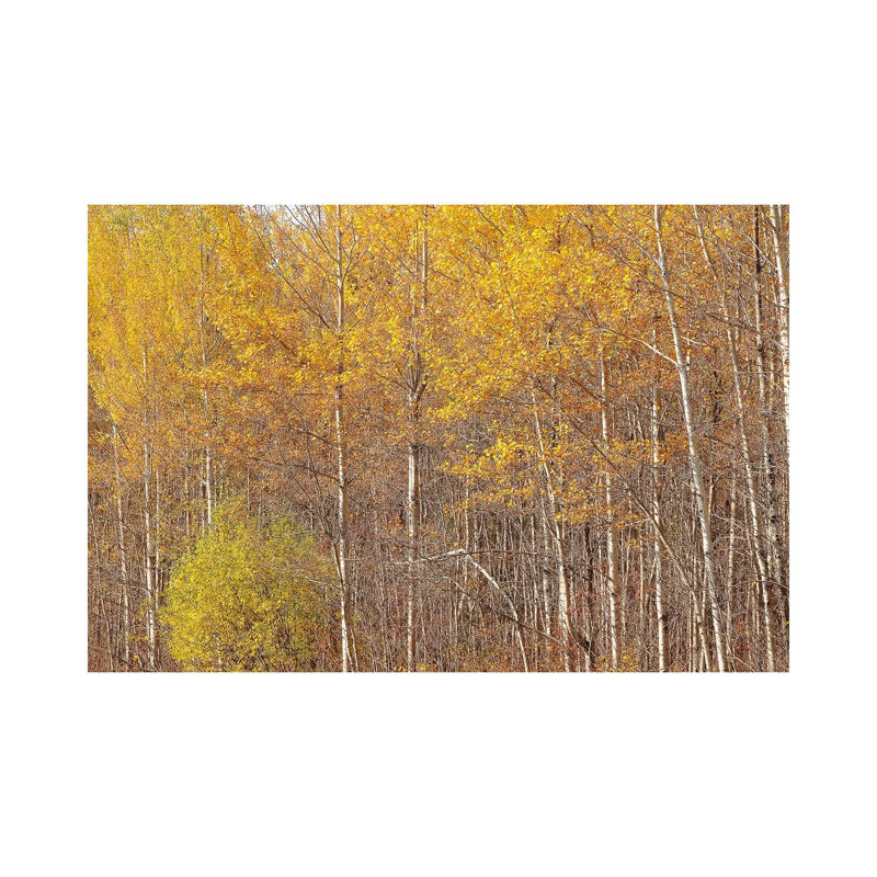 Gunflint Trail Colors by Brian Wolf - Wrapped Canvas Print, 20.32cm H x 30.48cm W x 1.91cm D