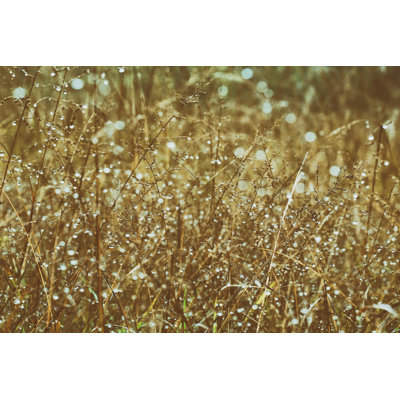 Rosée sur les herbes