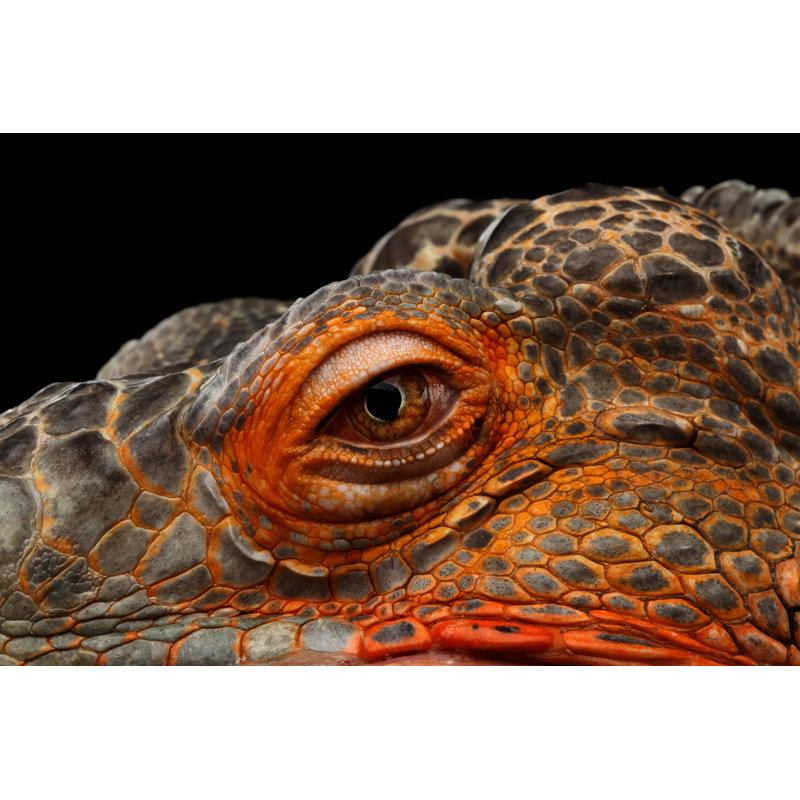 Orange Green Iguana by Seregraff - Wrapped Canvas Print, 61cm H x 91cm W
