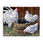 «Chatting At Watercooler Chickens», art mural par Joseph Burgess-812485533