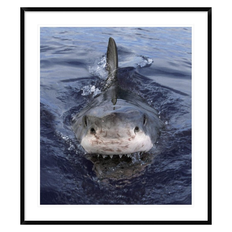 " Great White Shark At Surface, Cape Province, South Africa ", 42" H x 37" W x 1.5" D