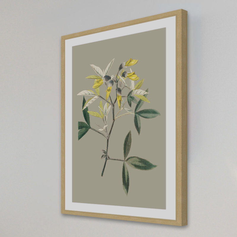 "Botanical Cabinet VI" Framed Print, 18" H x 12" W x 1.5" D