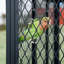 Cage à oiseaux avec perroquet en métal 65 "avec plateau de jeu, tasses et perchoirs pour plusieurs oiseaux-140914130