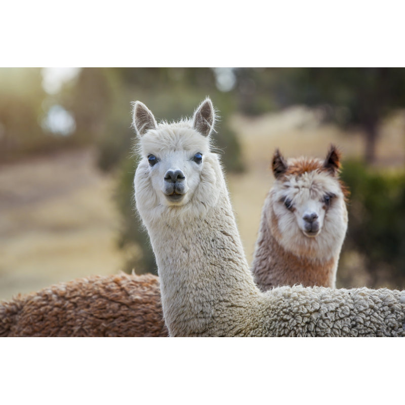 «Two Alpaca» par Tracielouise, H 12 po x l 18 po