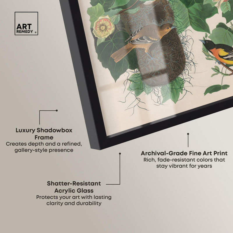 «Three Orioles Shadowbox Print» par Art Remedy, H 21 po x l 17 po, Noir