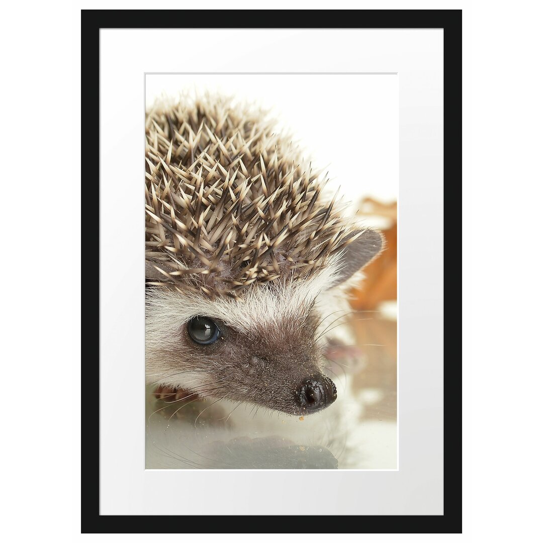 Gerahmtes Poster Süßer Igel