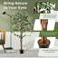 Plante 63 po