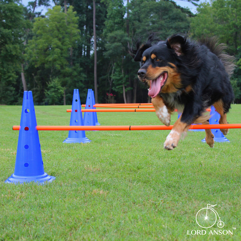 Lord Anson Trade; Ensemble de cages de haies pour chien - ensemble d'entraînement canin d'agilité - obéissement, agilité et réadaptation - 8 cônes d'agilité et 4 tiges d'agilité